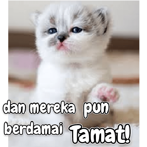 Kucing lucu 2 by 27