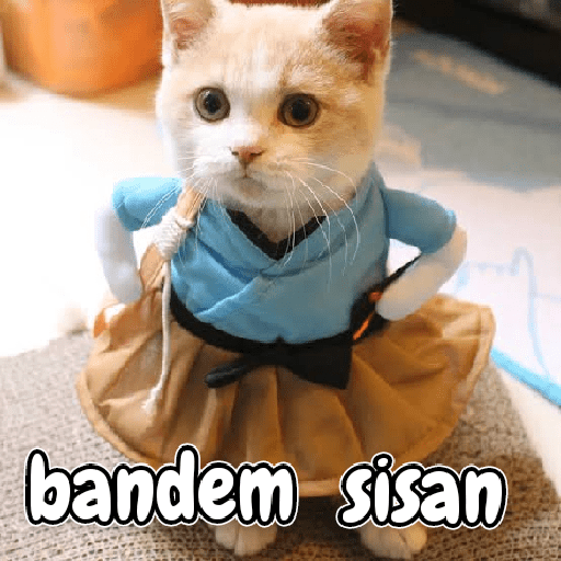 Kucing lucu 2 by 12