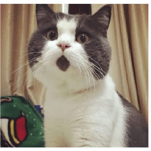 Kucing lucu 2 by 24