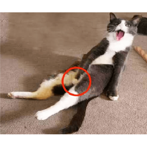 Kucing lucu 2 by 28