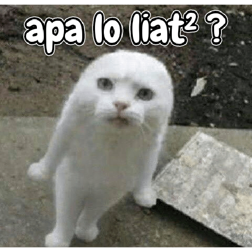 Kucing lucu 2 by 13
