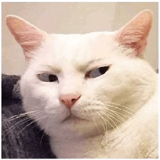 Kucing lucu 2 by 2