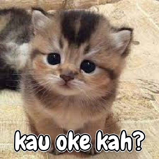 Kucing lucu 2 by 8