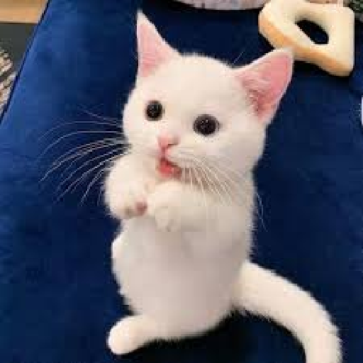 Kucing lucu 2 by 15