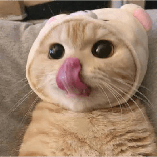 Kucing lucu 2 by 16