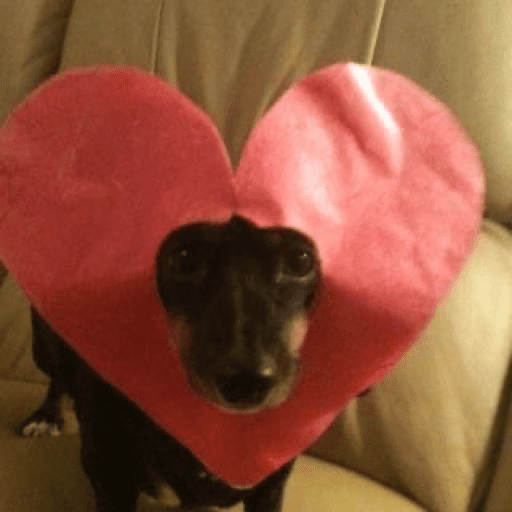🐶auau
