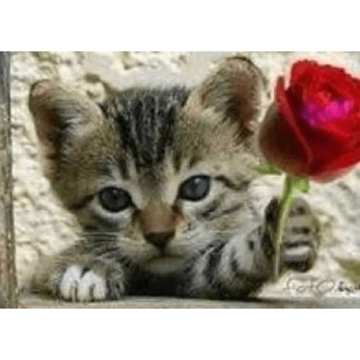 🫀 # ¡ HEART   !! (·•᷄‎ࡇ•᷅ ) 22