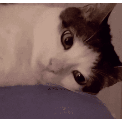 Gatinhos estressados 4