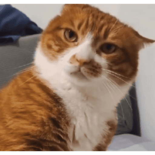 Gatinhos estressados 27