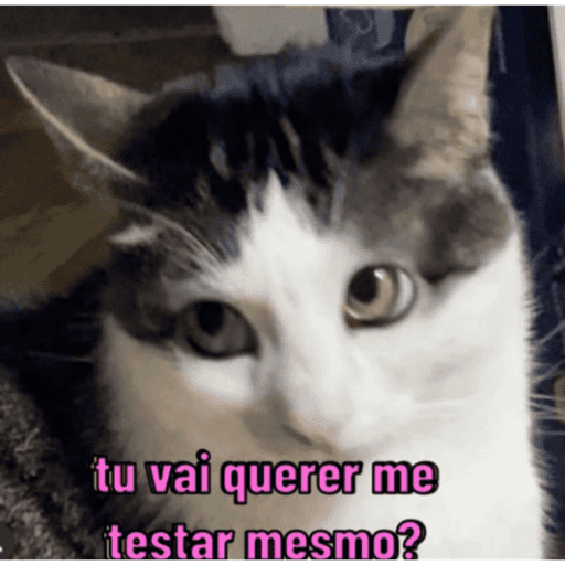 Gatinhos estressados 30