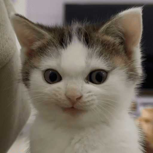 Gatinhos estressados 15
