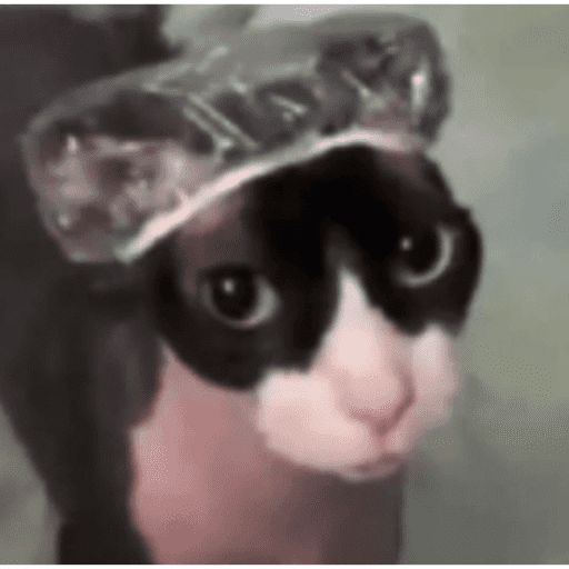 Gatinhos estressados 16