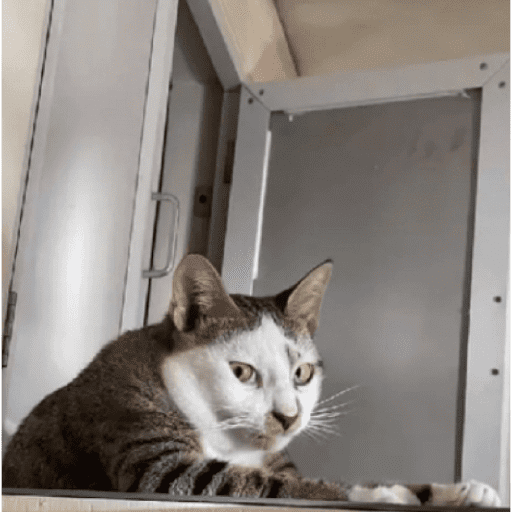 Gatinhos estressados 3