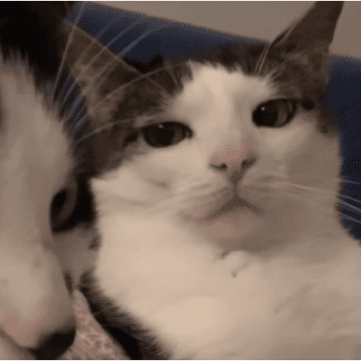 Gatinhos estressados 7
