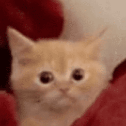 Gatinhos estressados 12