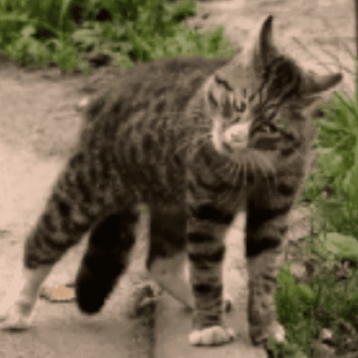 Gatinhos estressados 11