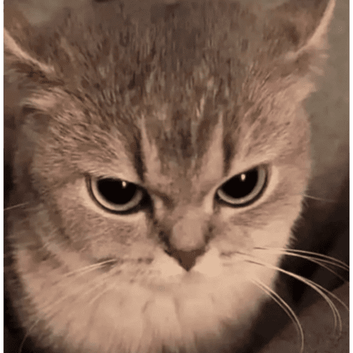 Gatinhos estressados 25