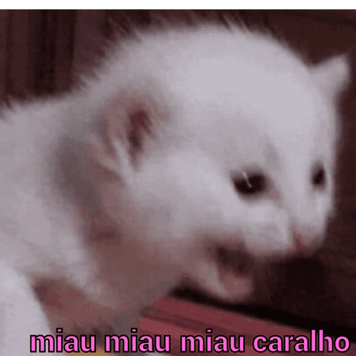 Gatinhos estressados 24