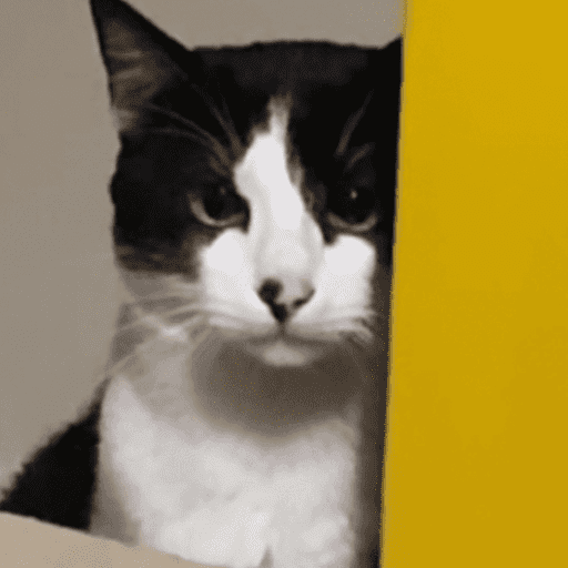 Gatinhos estressados 20
