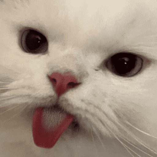 Gatinhos estressados 13