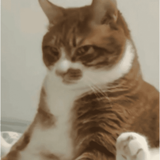 Gatinhos estressados 29