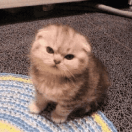 Gatinhos estressados 14