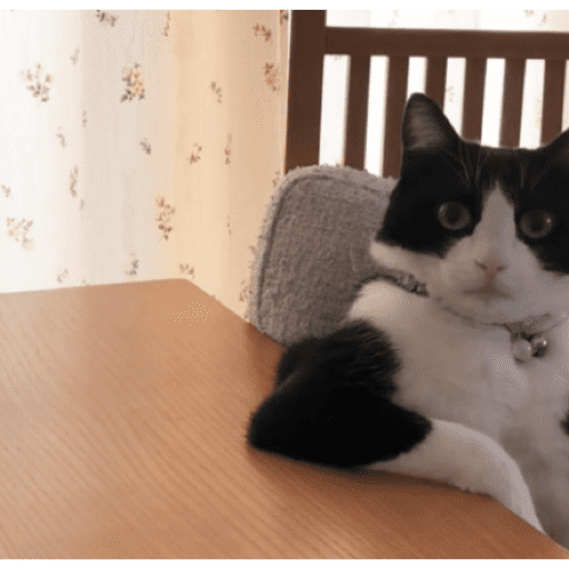 Gatinhos estressados 6
