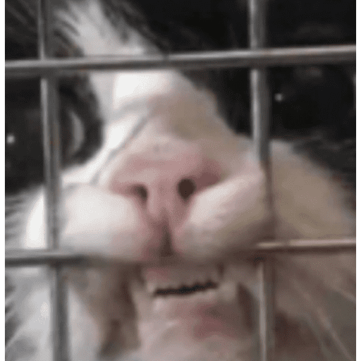 Gatinhos estressados 17