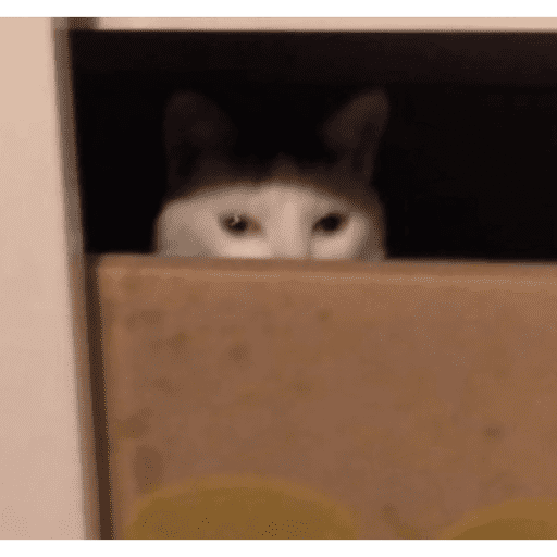 Gatinhos estressados 8