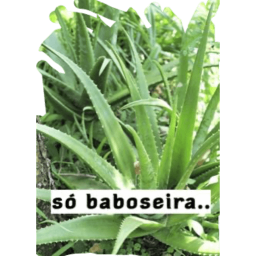 É nois ❣️ 13