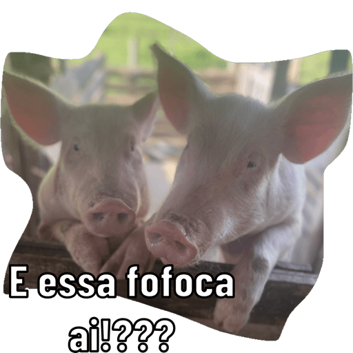 Minhas 12