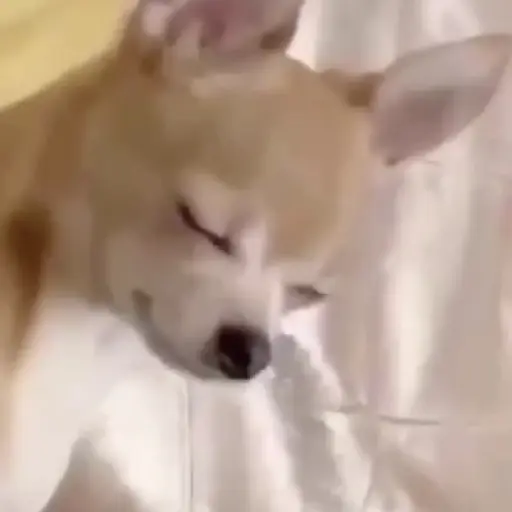 dou 9