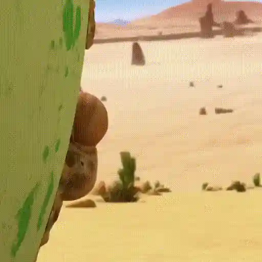Oscar oasis 1