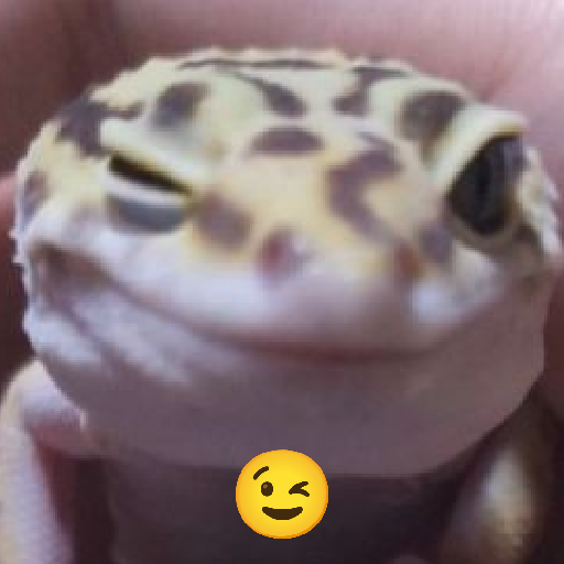 Cicak lucu