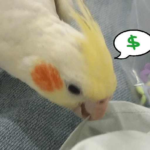 Burung lucu 6