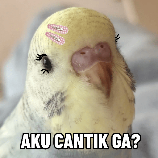 Burung lucu 10