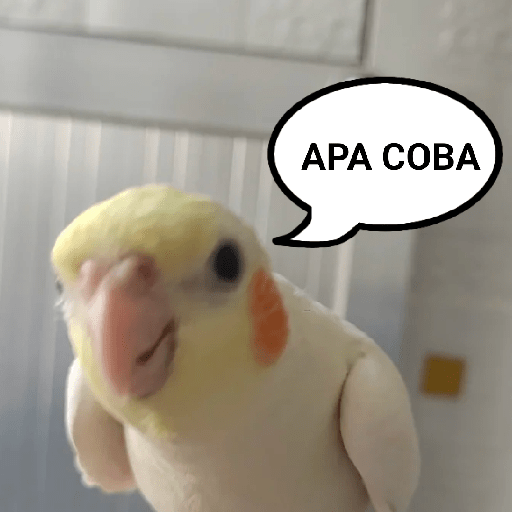 Burung lucu 7