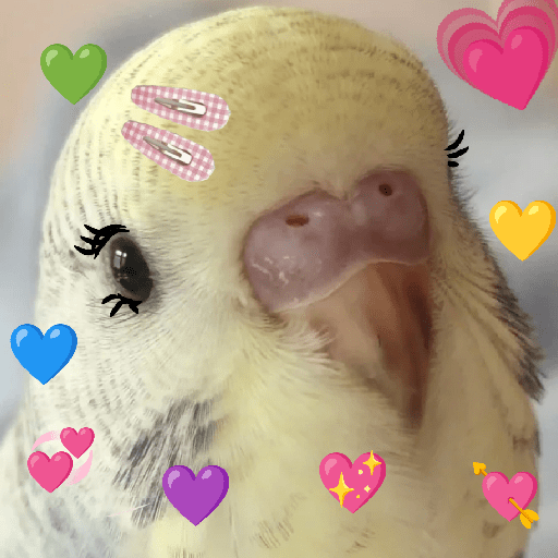 Burung lucu 11