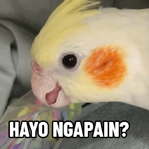 Burung lucu 12