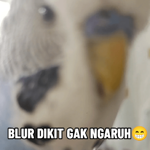Burung lucu 14