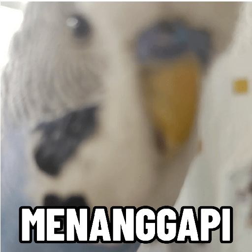 Burung lucu 15