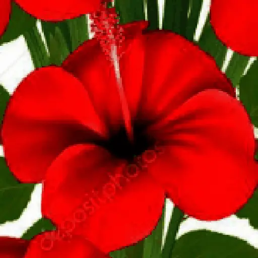 Flores 02 28