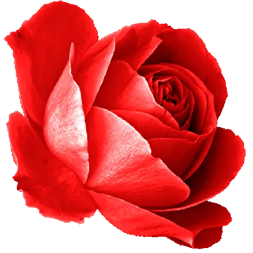Flores 02 27