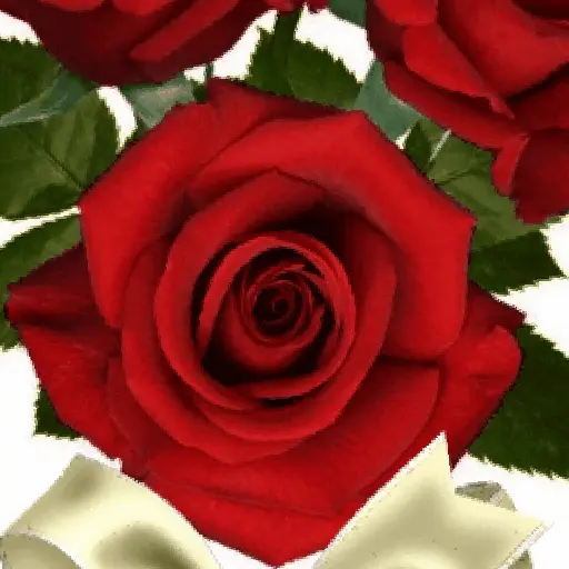 Flores 02 29