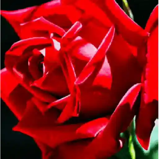 Flores 02 30