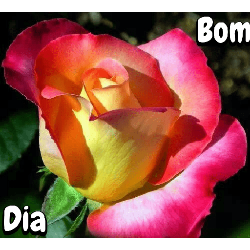 Flores 17