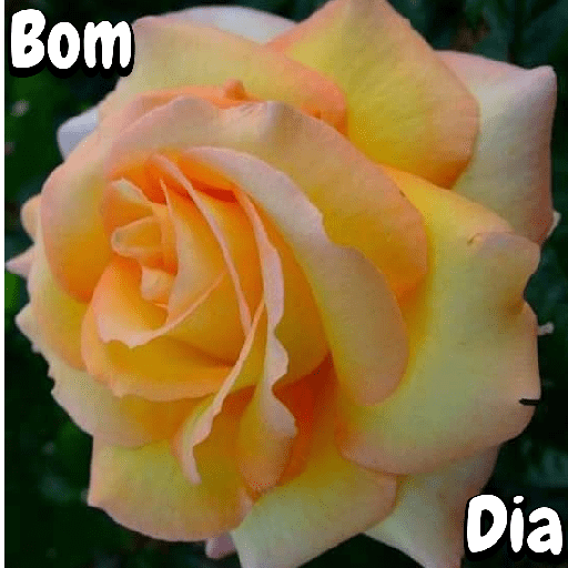 Flores 21