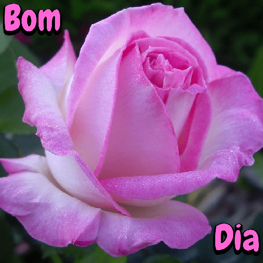 Flores 22