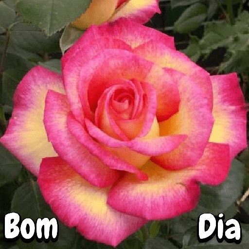 Flores 18
