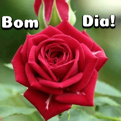 Flores 16